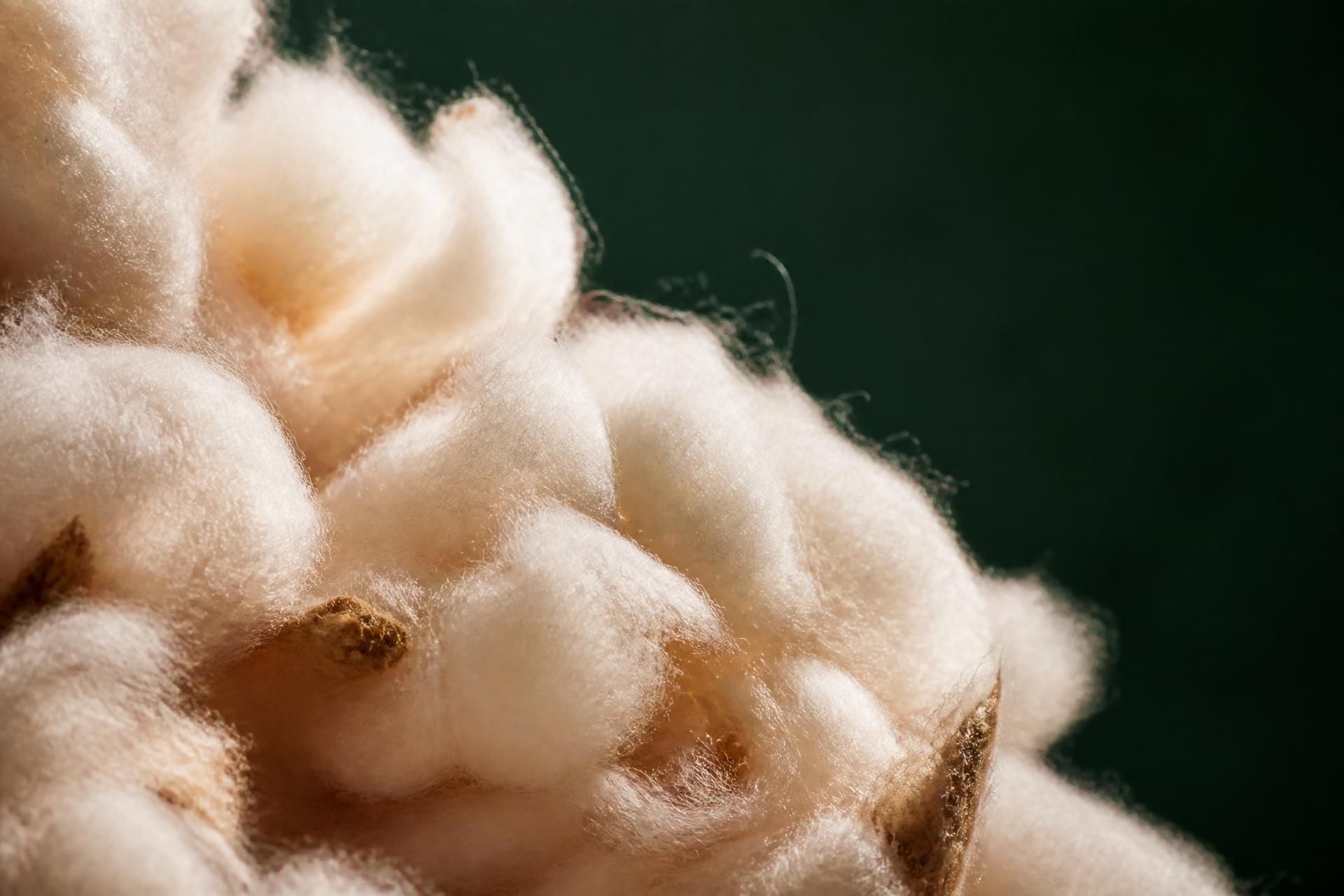 Macro photograph of raw cotton fibre